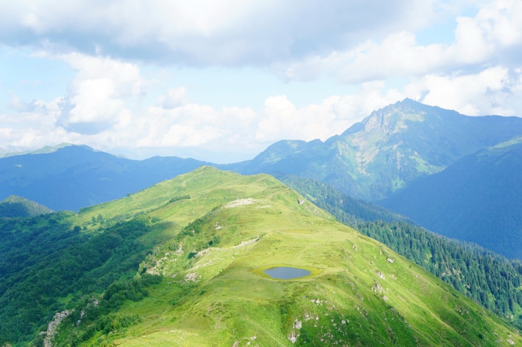 Ацетука виды.jpg