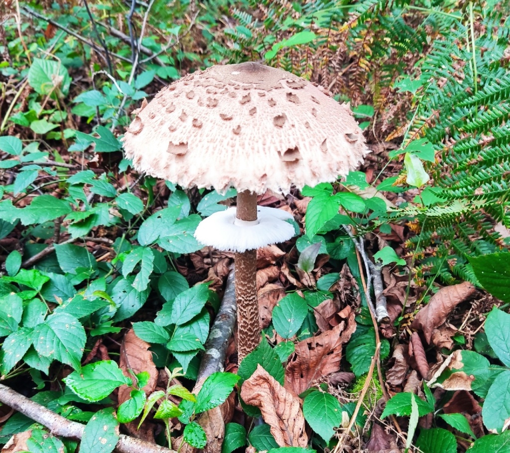 гриб зонтик Абхазия.jpg