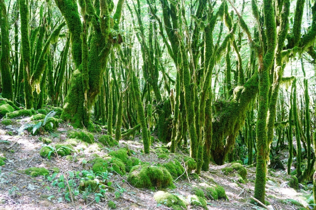 Сказочный лес Абхазия.jpg