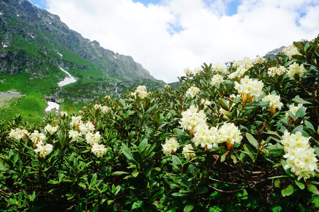 рододендроны в июле.jpg