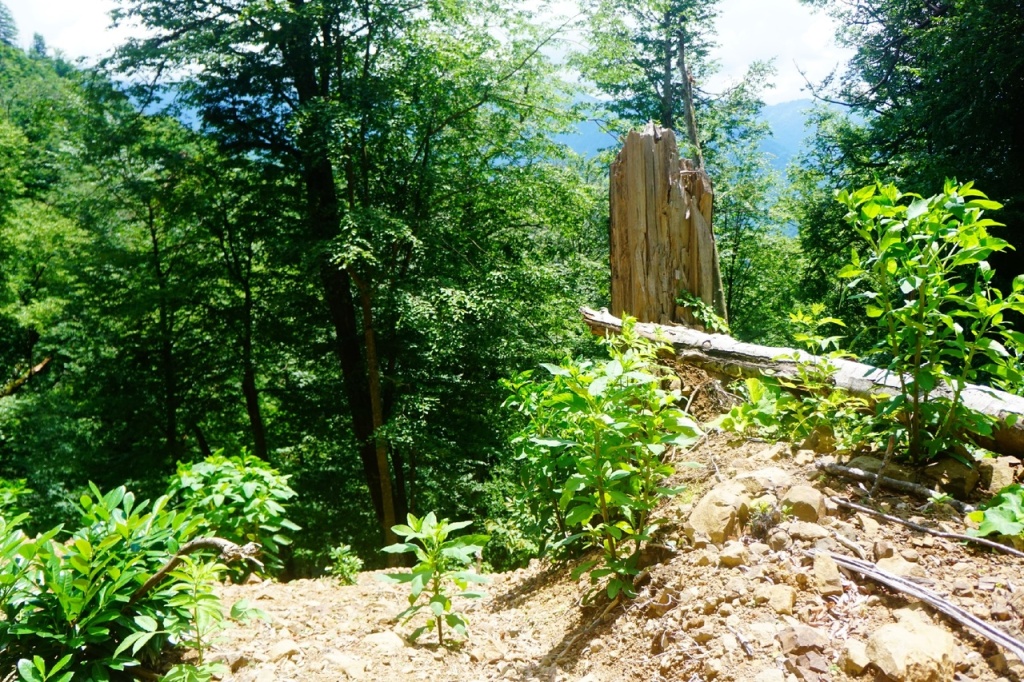 Начало спуска к водопаду Ткуарчал.jpg