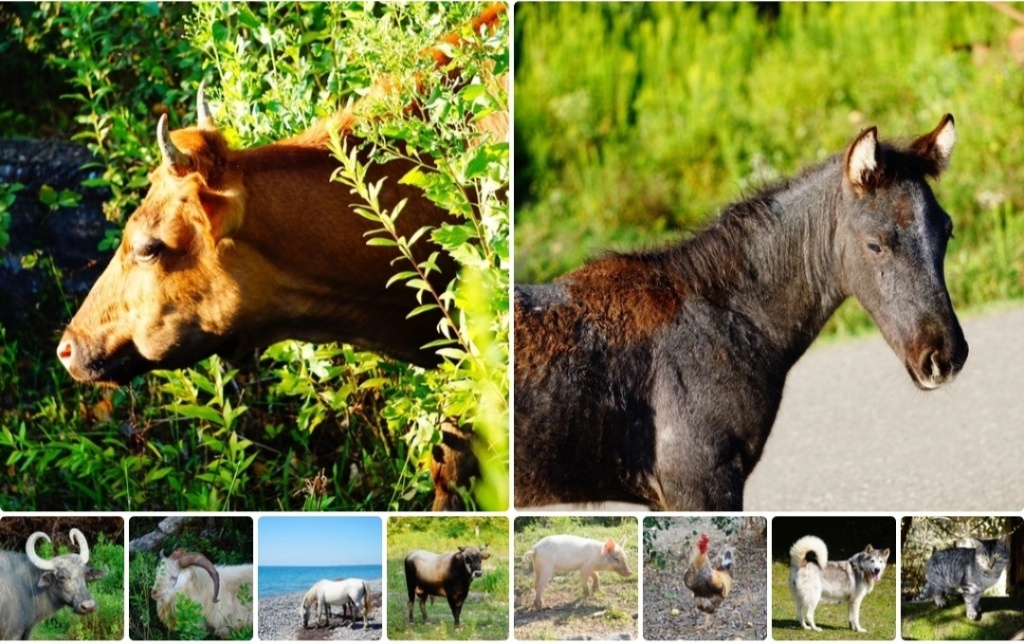 Животные в Кындыге.jpg