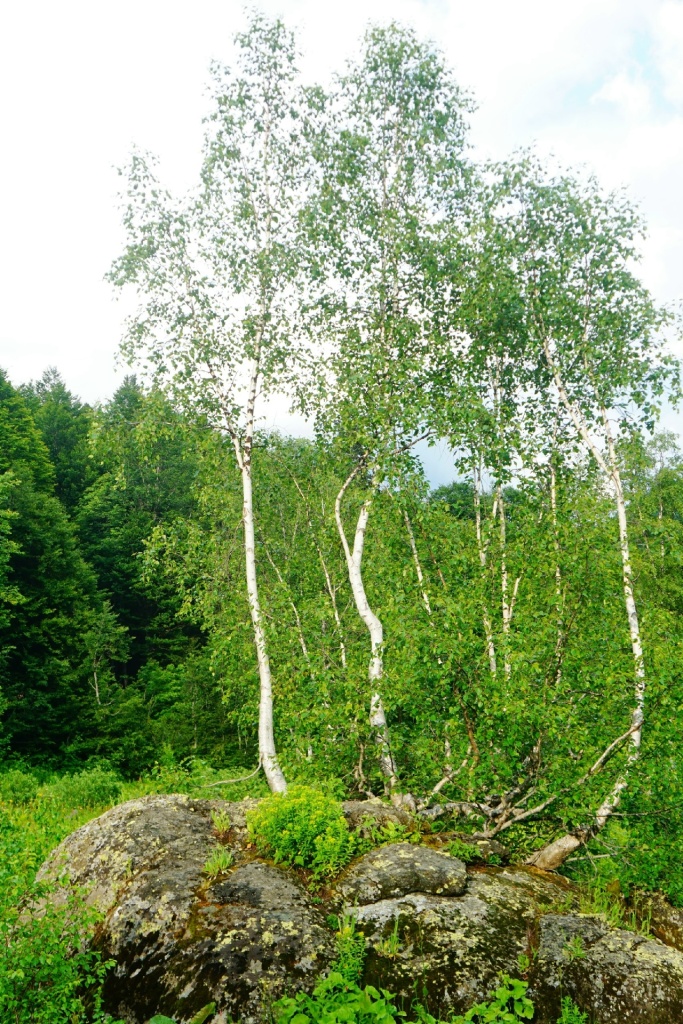березы в Абхазии.jpg