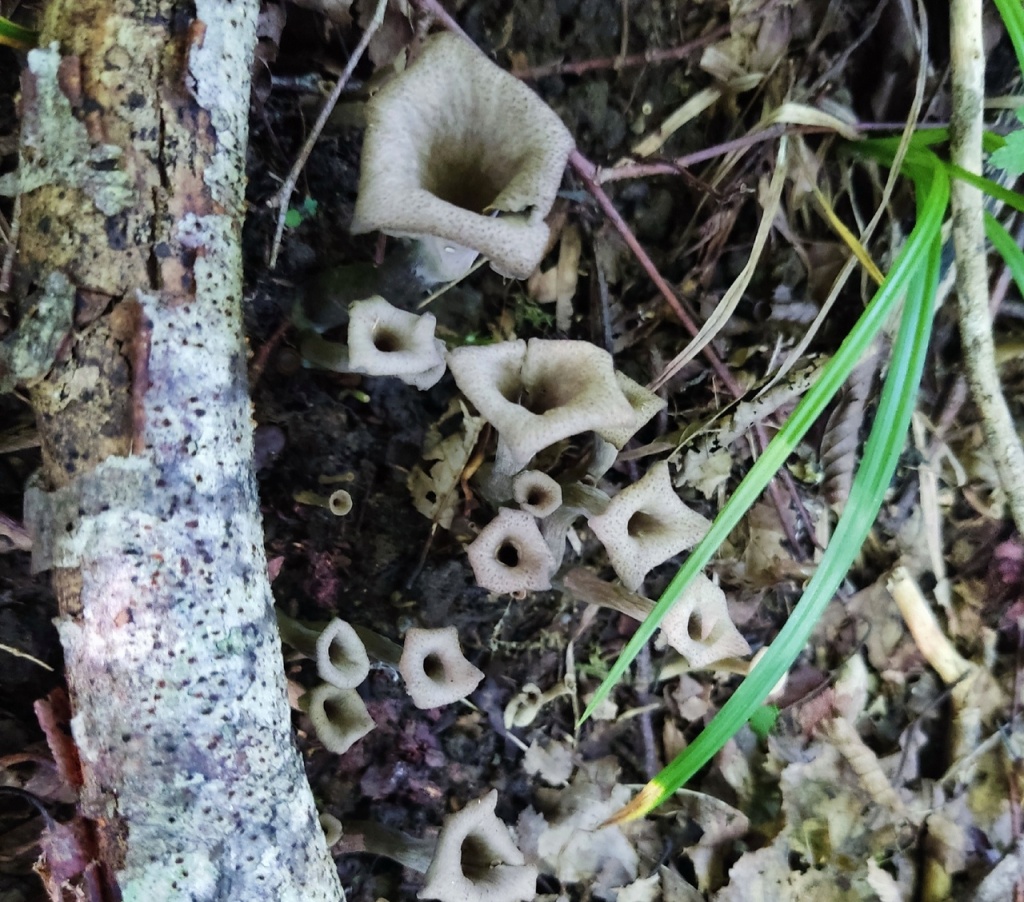 черные лисички Абхазия.jpg