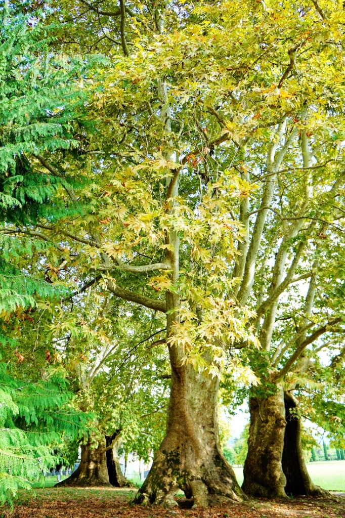 Ачандара платаны.jpg